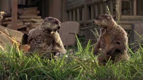 Geicos Woodchucks Commercials Get Funnier Every Time We See Them