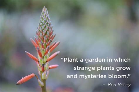 Plant It Garden Plants Nature Quotes Garden Quotes