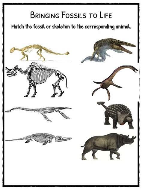 Fossil Facts And Worksheets For Kids With Images