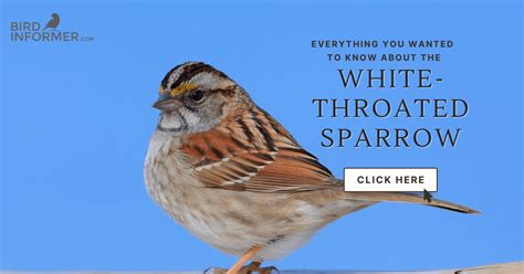 white throated sparrow bird informer