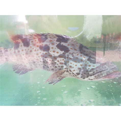 Ikan Kerapu Macan Hidup Live Kg Isi Ekor Shopee Indonesia