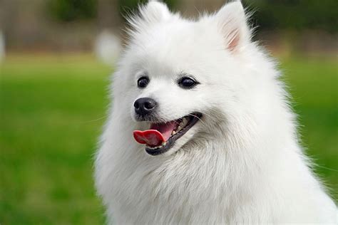 Japanese Spitz Dog Breed Information And Characteristics Daily Paws
