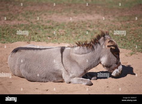 Donkey Lying Down Hi Res Stock Photography And Images Alamy