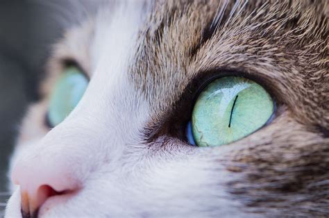 Las Enfermedades Oculares En Los Gatos Hv Glòries