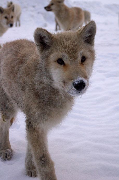 Young Arctic Wolf Wolf Pup Arctic Wolf Wolf Dog