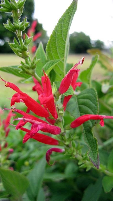 Plant Photography Salvia Elegans Pineapple Sage Flowers