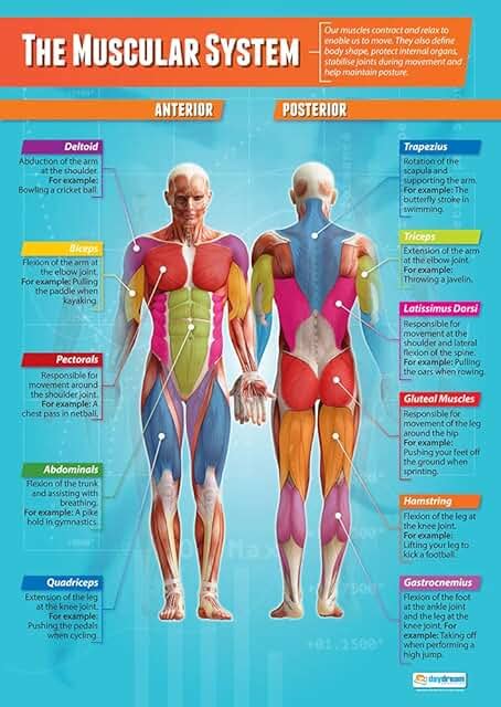 Uk Muscles Of The Body Poster