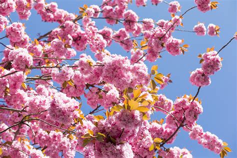 Os Segredos Do Florescimento Da Sakura A Cerejeira Do Japão Veja
