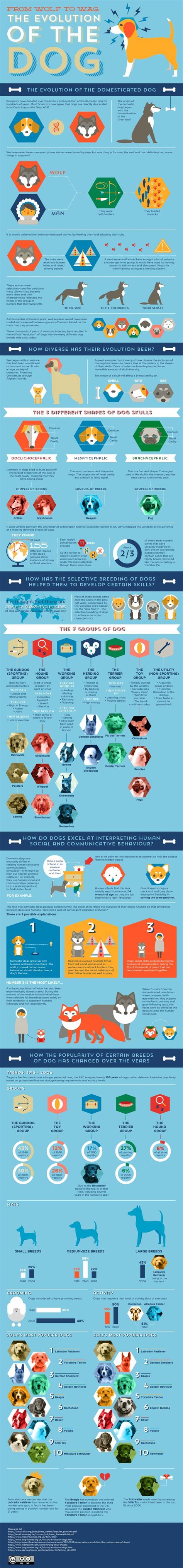 Domestic Dog Evolution Infographics Mania