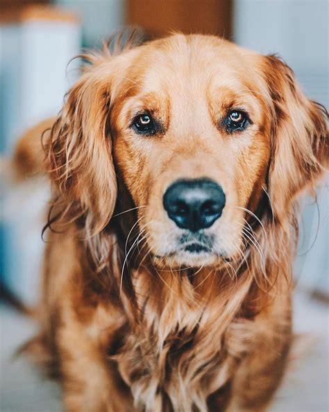 These Goldens Eyes Are Everything Old Golden Retriever Dogs