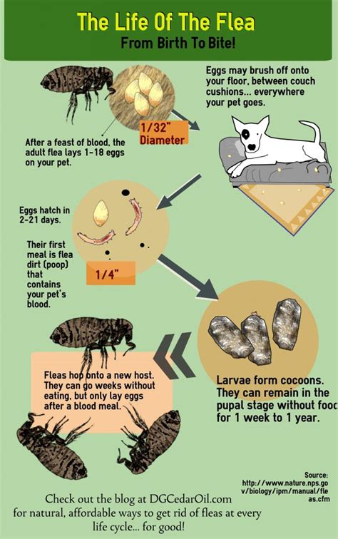 How To Get Fleas Out Of Your Yard Pest Phobia