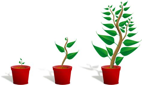 Download Sapling Plant Growing Royalty Free Vector Graphic Pixabay
