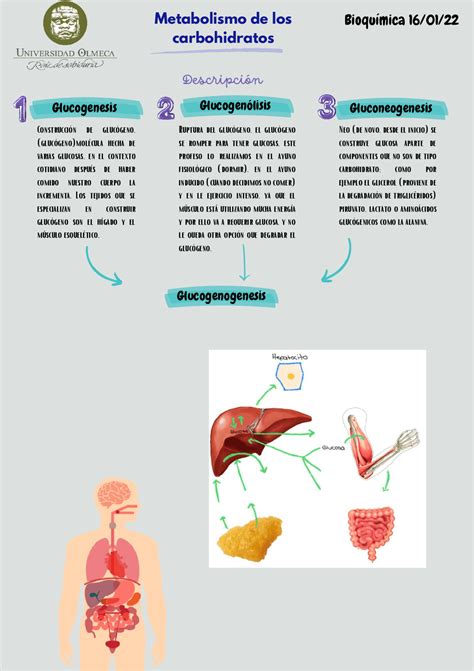 Metabolismo de los carbohidratos Esquemas y mapas conceptuales de Bioquímica Docsity