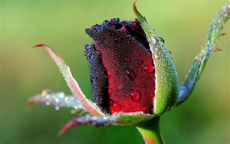 Red Rose Flower With Dewdrops Hd Wallpaper Wallpaper Flare