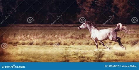 Gray Horse Running Gallop At Autumn Field Stock Image Image Of