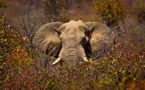 Download Wallpapers Elephant In The Trees African Elephant Africa