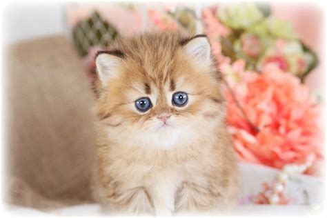 Teacup Persian Kittens For Sale Doll Face Persian Kittens In 2020