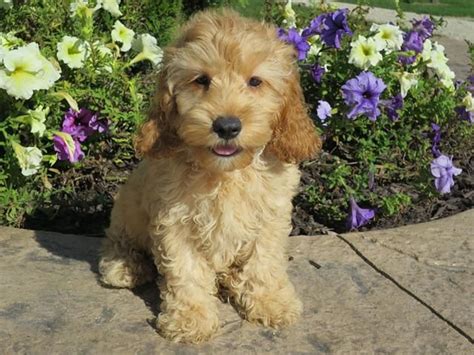 If you are looking for a puppy that will complete your family, the cavapoo is for you. Cavapoo Puppies For Sale | California Street, CA #233072