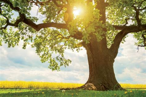 The vikings associated oak trees with thor, the god who created thunder and lightning with his great anvil and hammer. What You Need to Know About Illinois Oak Trees