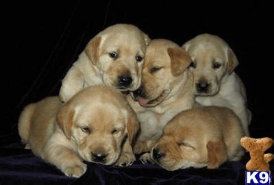 Give a puppy a forever home or rehome a rescue. Goldador Puppies For Sale | Houston, TX #283973 | Petzlover