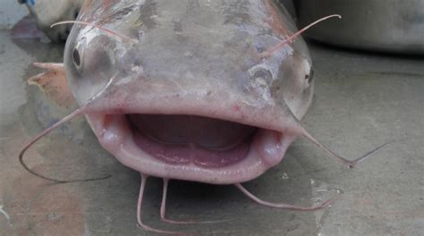 Cleaning catfish can be something that is challenging for some, but many go about it the wrong way. Blue Catfish | Virginia Institute of Marine Science