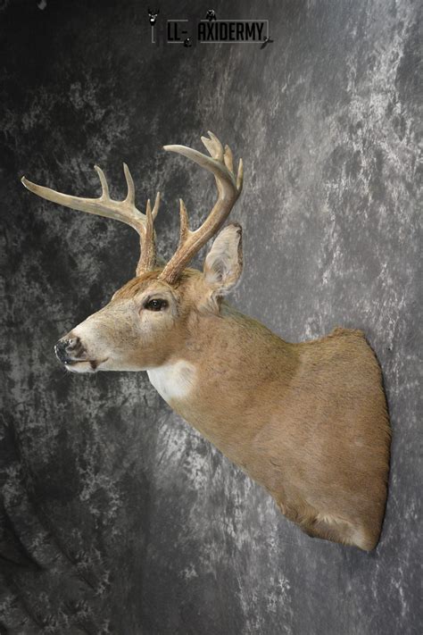 Whitetail Drop Tine Taxidermy Shoulder Mount For Sale Sku 1839 All