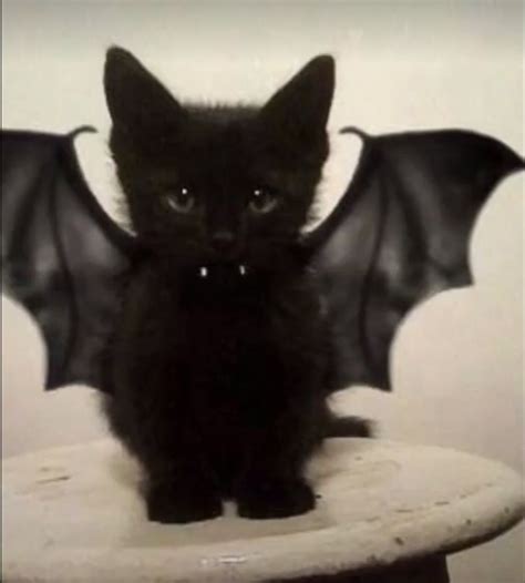 Bat🖤😻 Pretty Cats Cute Cats And Dogs Baby Cats