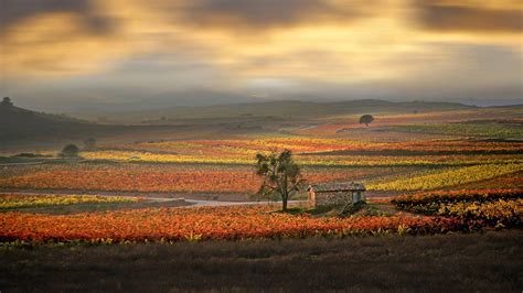 3,627,073 likes · 736 talking about this. San Mateo Wine - Bing Wallpaper Download