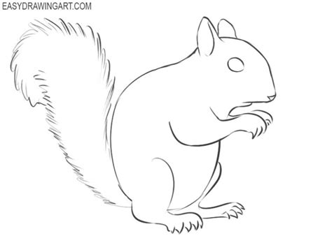 How To Draw A Squirrel Easy Drawing Art