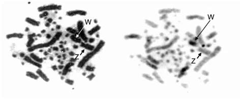 Metaphase With Conventional Staining Sequence Giemsa Left And Download Scientific Diagram