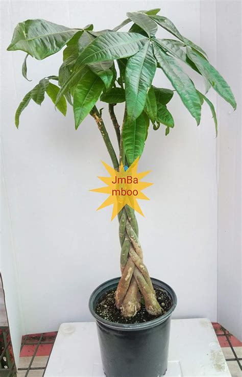 3.2 watering is critical for money tree care 3.6 how to repot a money tree? How To Take Care Of A Money Tree