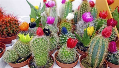 Cactus Su Energía Y Los Beneficios De Tenerlo