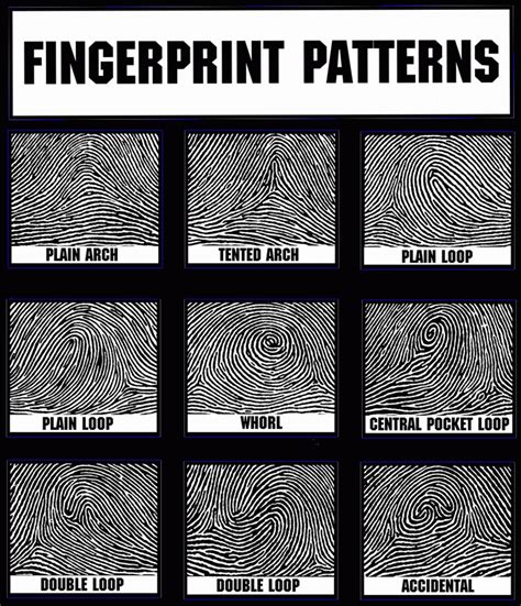 Picture Of Fingerprint Patterns For Crime Display During 8th Grade Csi