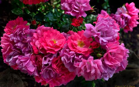 Nature Flowers Color Bouquets Petals Pink Purple