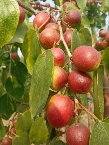 Full Sun Exposure Miss India Apple Ber Plant For Fruits At Rs 35piece In North 24 Parganas
