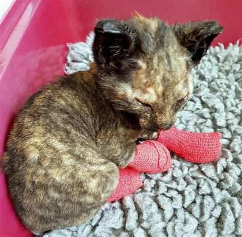 A Cat Who Was Left Severely Burnt Has Now Found A New Home Metro News