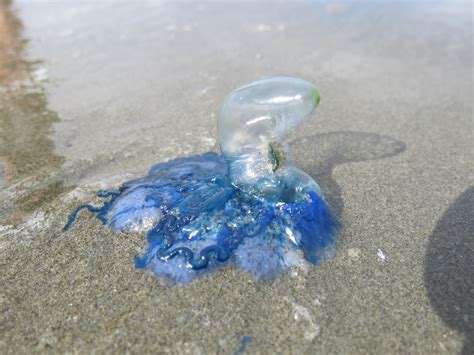 Jiggling Jellyfish Niwa