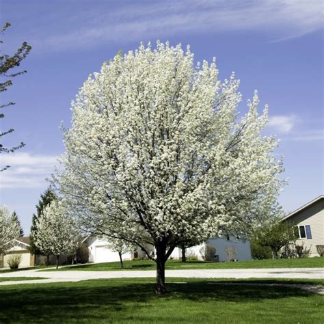 Bradford Flowering Pear Tree