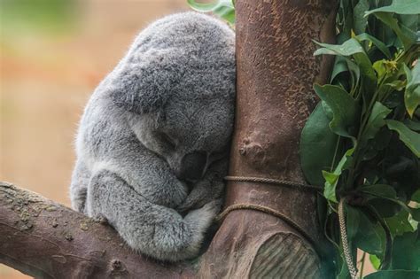 Free Koala Bear Sleeping Stock Photo