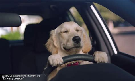New Subaru Tv Commercials Feature The Barkleys Goldstein Subaru Blog
