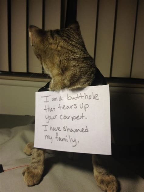 20 Publicly Shamed Animal Twitpics Cat Shaming Dog Shaming Funny