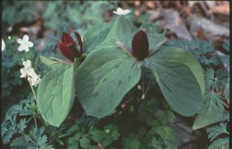 Trillium Sessile Toadshade Michigan Natural Features Inventory