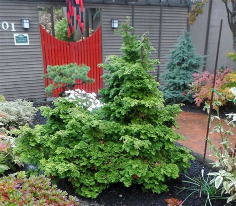 Conifer Plant Evergreen Plants Shrubs For Landscaping Small