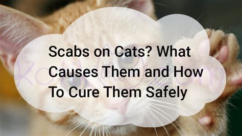 It is likelier that your cat has feline miliary dermatitis. Scabs on Cats How To Cure Them Safely - Kotikmeow