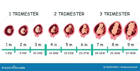 Cronología De La Fase De Desarrollo Del Embrión Infografía Ilustración