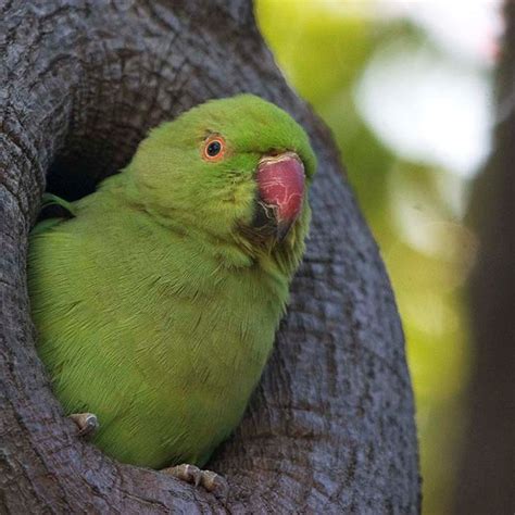 Pdf Introduced Population Of Ring Necked Parakeets Psittacula Krameri
