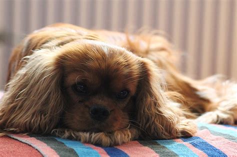 Teacup Cavalier King Charles Spaniel Pictures Info Temperament