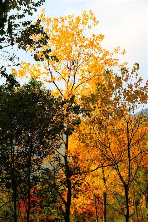 Colorful Autumn Scenery In Tachuan Stock Photo Image Of Beauty