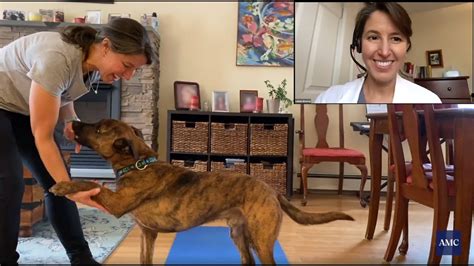 Strengthening Exercises For Your Dog Workout And Qanda Youtube