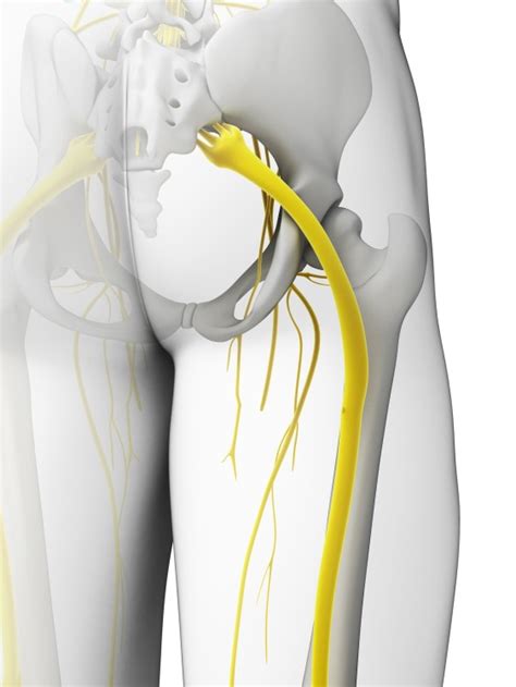 Where In The Spine Does The Sciatic Nerve Originate